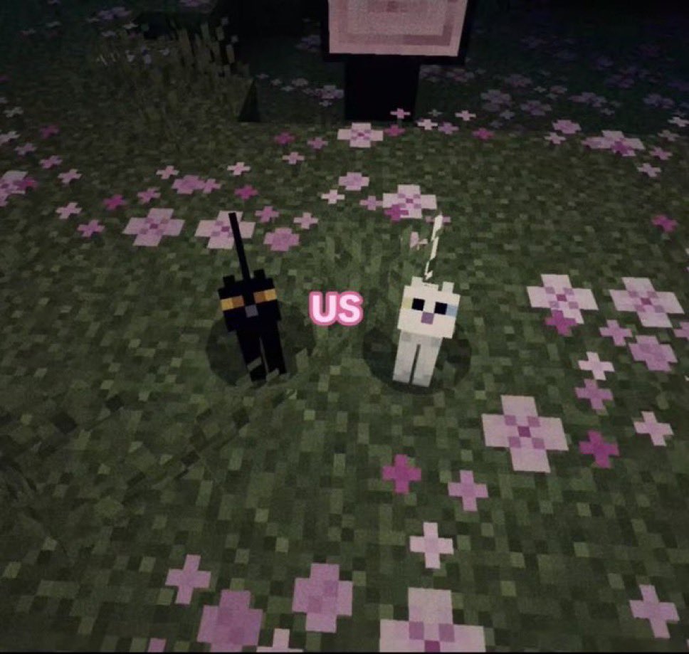 cats.jpg (@catsdotjpg) on Twitter photo 