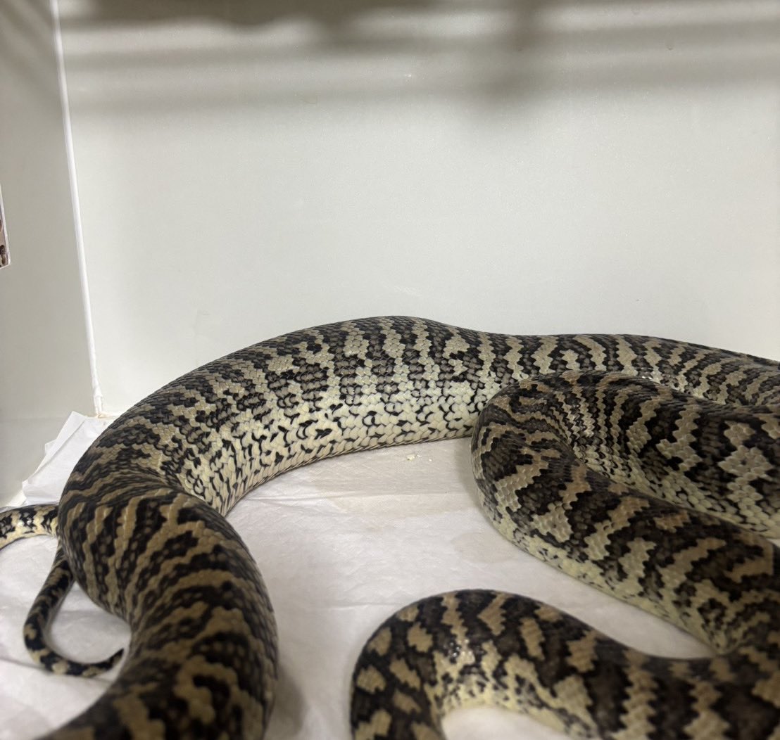 teyo_Reptiles's tweet photo. 今年は卵取れそうやね^_^ https://t.co/V0LYT3TpLv