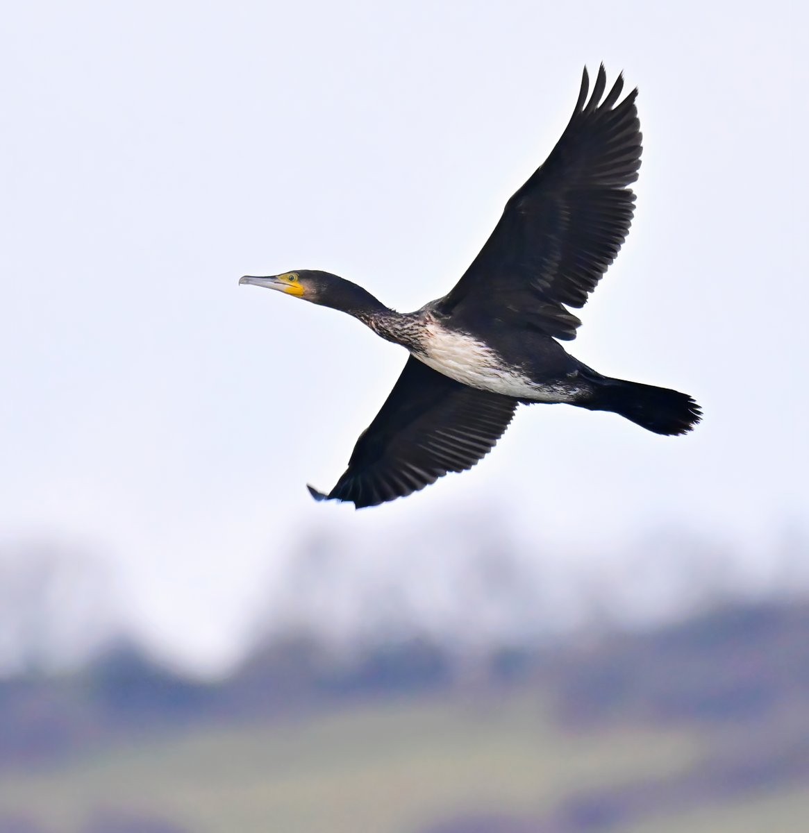 Cormorant fly past! 😀
 Taken recently at Cheddar reservoir. 🐦