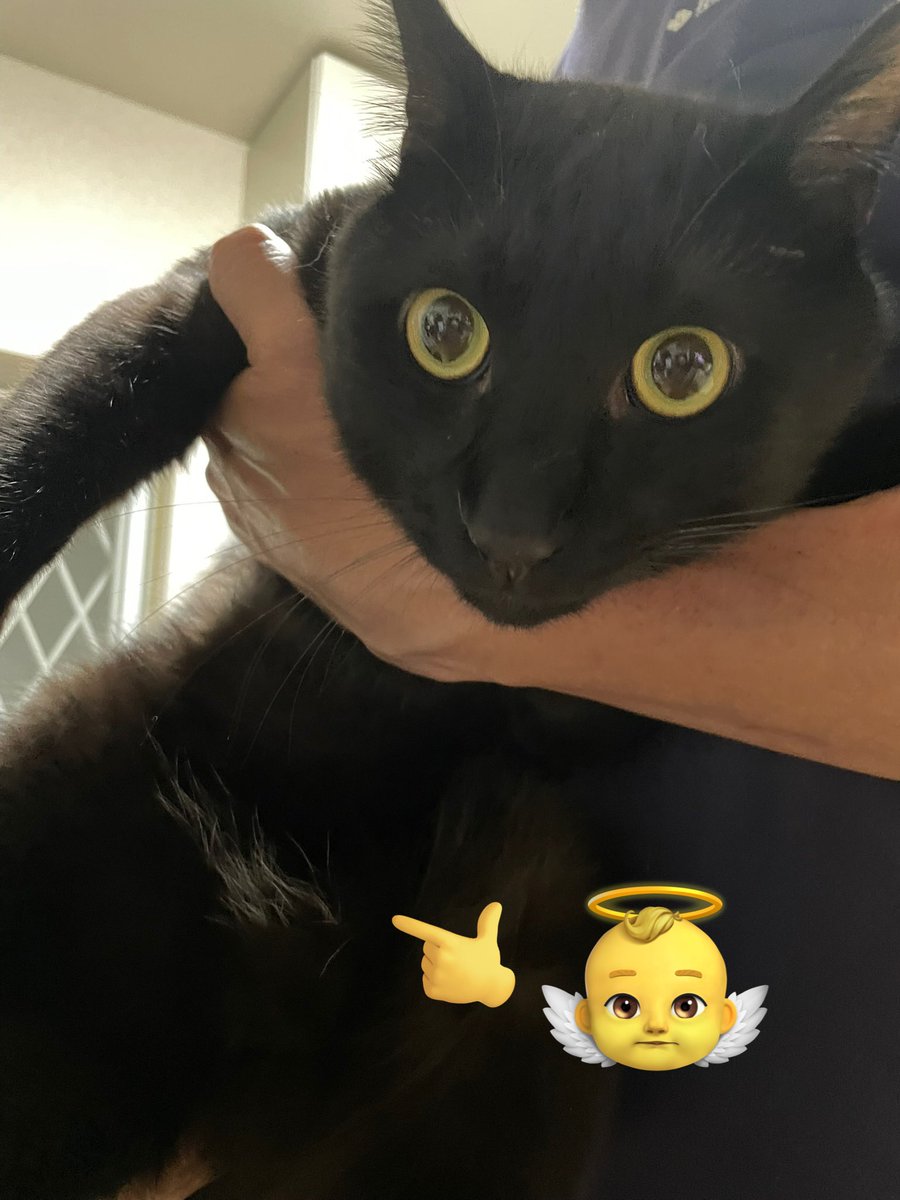 tunayoshi34's tweet photo. 真っ黒だけどエンジェルマークがチャームポイントの茶々くん💖

#猫のいる暮らし #癒しの時間 https://t.co/xNpNUcbcMe
