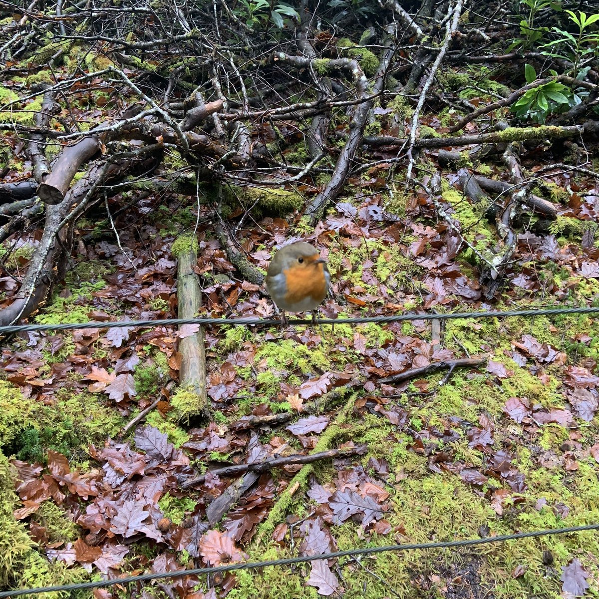 judelit's tweet photo. @LizzieMarbach I’m in Scotland, the wee birds like goldfinches and bluetits love sunflower hearts, we have at least 8 visiting each day. The robins love suet and seed mix ❤️ https://t.co/A9eXICxVET