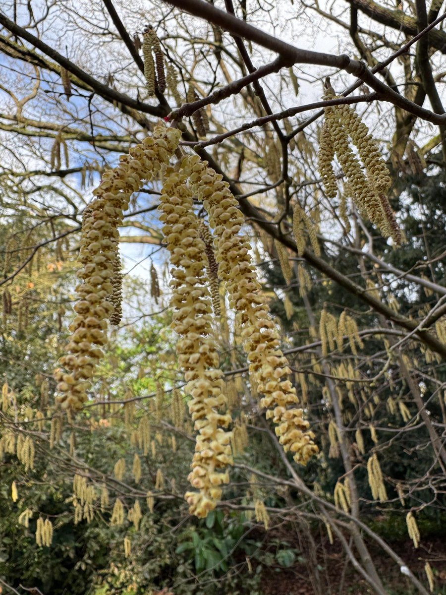 Cam Botanic Garden tweet media