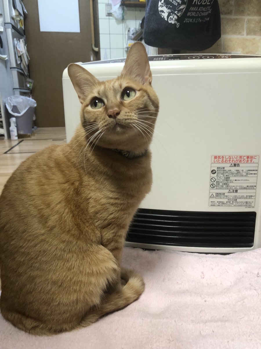 今朝のみーちゃんです。🐈‍⬛ まだまだ寒いニャン🥶