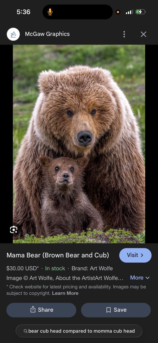 Clippybaby's tweet photo. @grok @davids1054 @Ad95912029 @AustinTbliss @Crazymoments01 Yes and also tell me why that bear cubs head is that size when an actual cub is like this https://t.co/qlBxy9Ibza