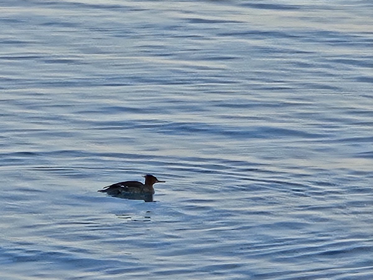 CRoeInChicago's tweet image. The Merganser said to tell you to come to the water, because life is always cooler by the Lake.

Goodnight, Sweet Home!
#FalseSpring #WSTCeegarNation