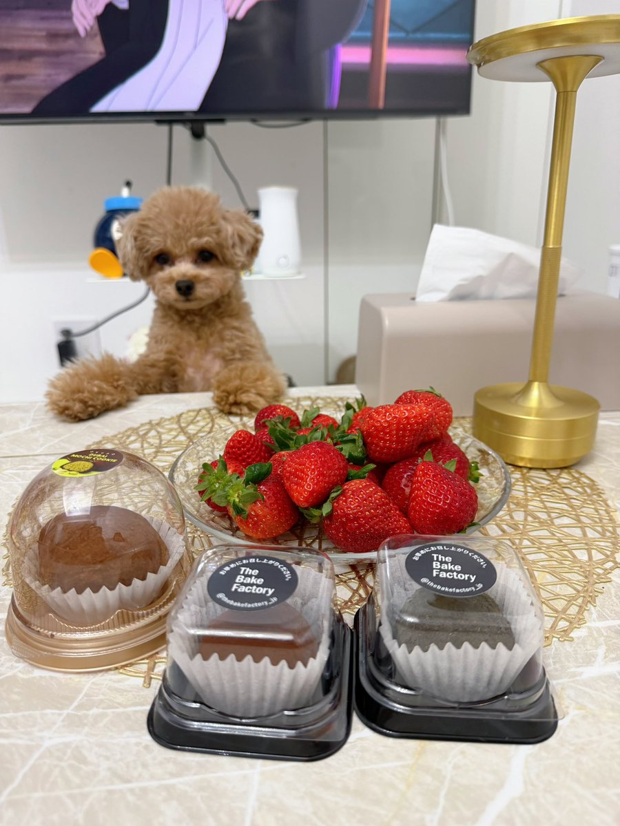 おにゃんこぽんぽこりん🤍🪽 (@ccr_live) / Posts / X