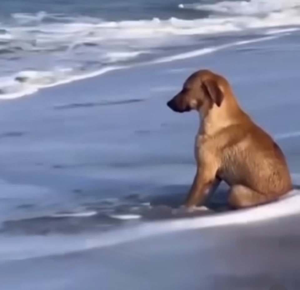 metsunun dışarıdaki ilk günüydü bi şekilde atlattık kaldı 59 gün abv haluksss
#kismetseolur #metsu