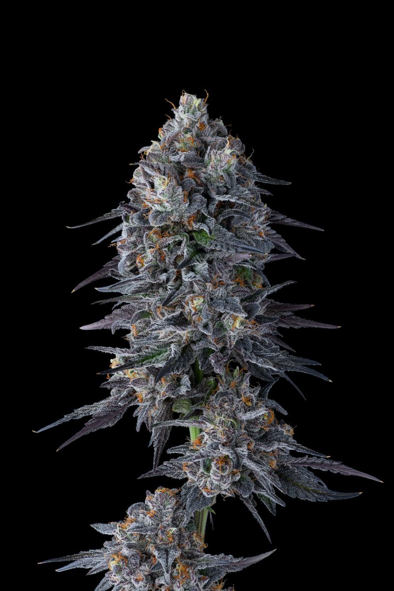 Khalifa Kush tweet media