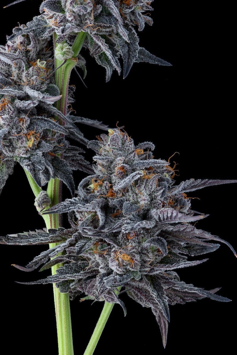 Khalifa Kush tweet media