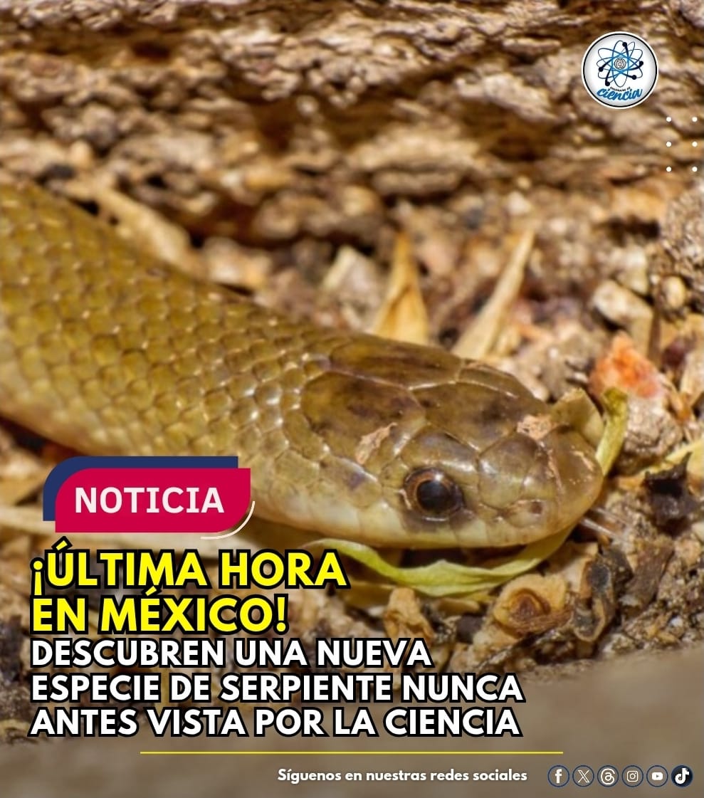 🚨🇲🇽México vuelve a sorprender al mundo científico. Investigadores de la Universidad Nacional Autónoma de México (UNAM), en colaboración con especialistas nacionales e internacionales, confirmaron el hallazgo de Yakacoatl tlalli, una serpiente subterránea que no solo es una