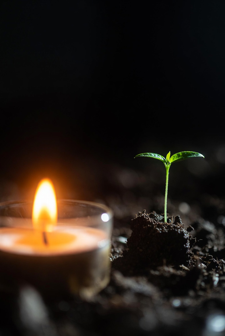 Shivani | Seeds of Presence tweet media