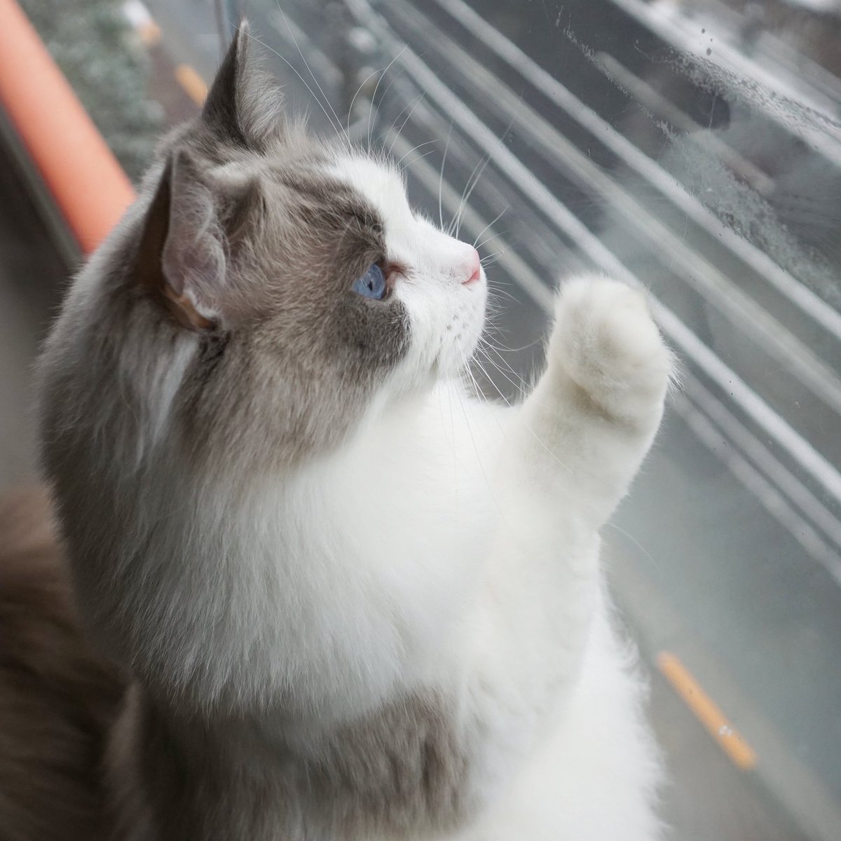 わたあめ (@wataamedetyuyo) / Posts / X