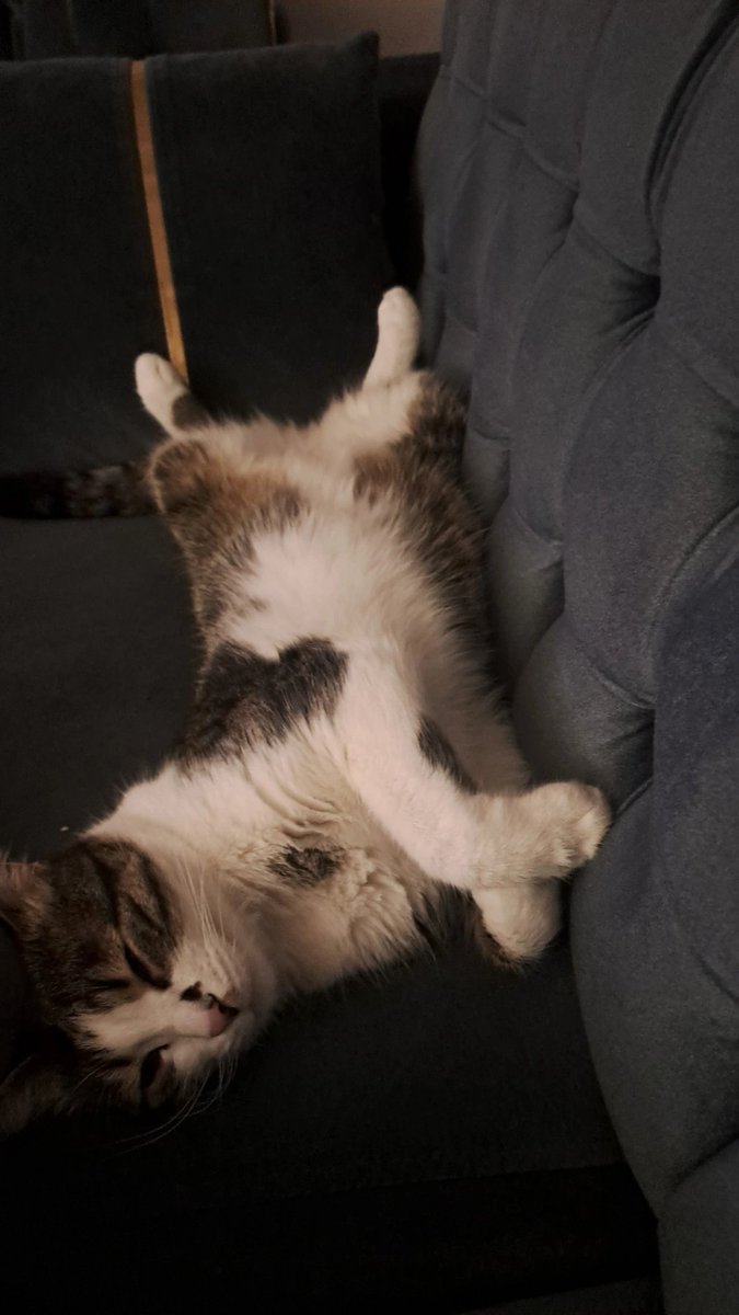 Bizden herkese iyi geceler🐈‍⬛