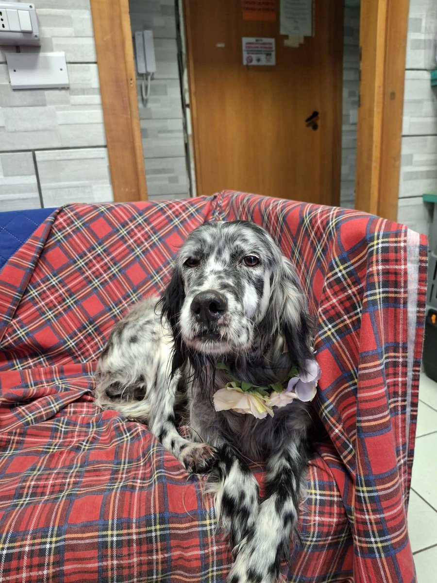 Ricevo,Storie sempre uguali, dolori,anche Asia è orfana del proprietario,anche lei entra in canile ora che ha 10 anni😔sterilizzata,leishmania fine terapia,che speranze abbiamo di salvarla da un box? Abbiamo il dovere di provarci sempre,Canile di Nocera Inferiore 3483637501