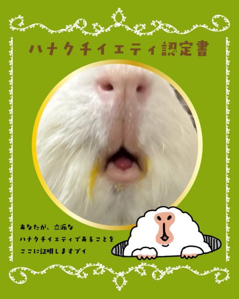 おこめちゃんもめでたく仲間入り🐹
認定書ありがとうございま〜す✨

#ハナクチイエティ選手権
#ギニ・ピーズ
#黄色いのはパプリカ汁