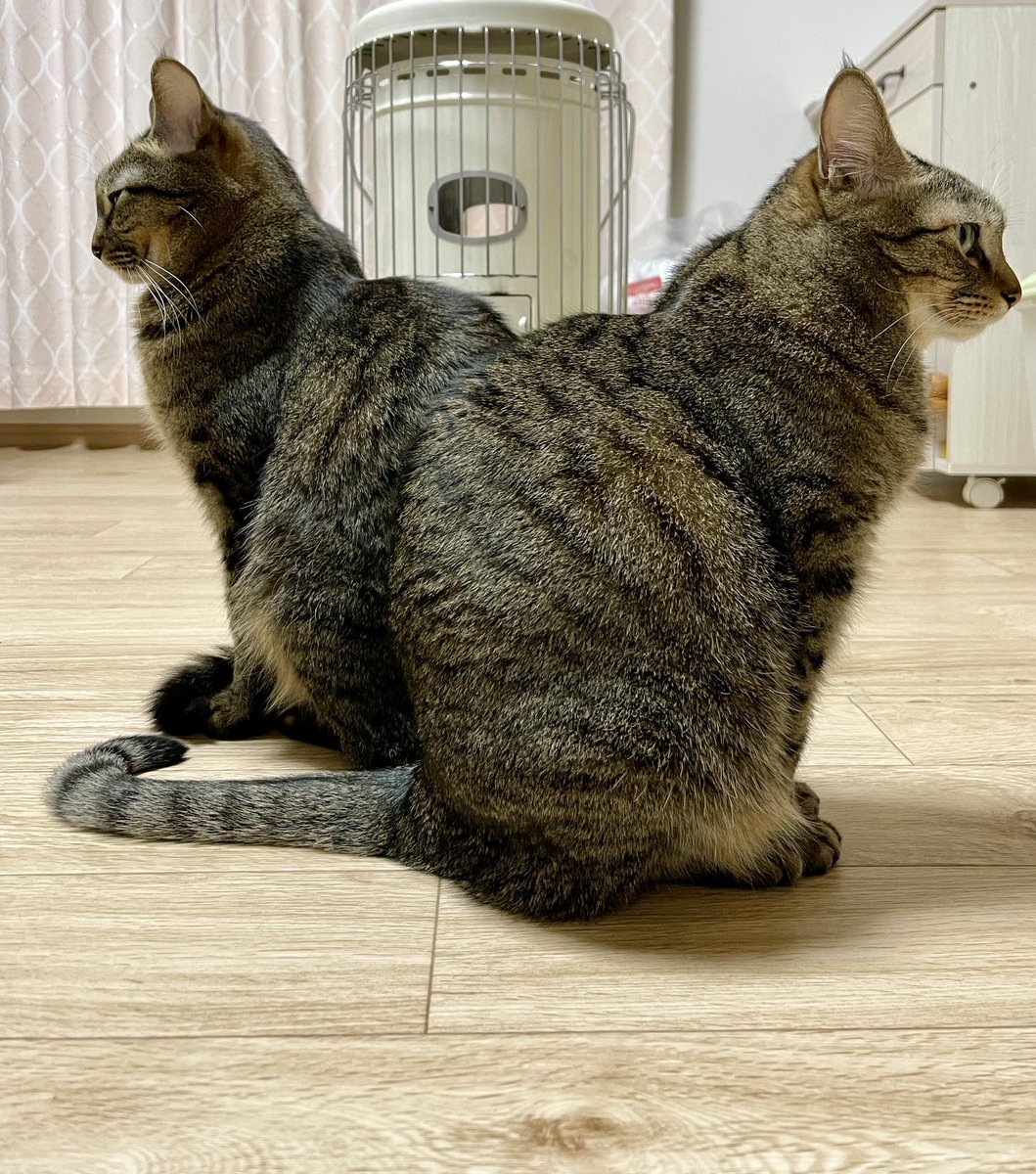 ガンダム のオープニング感