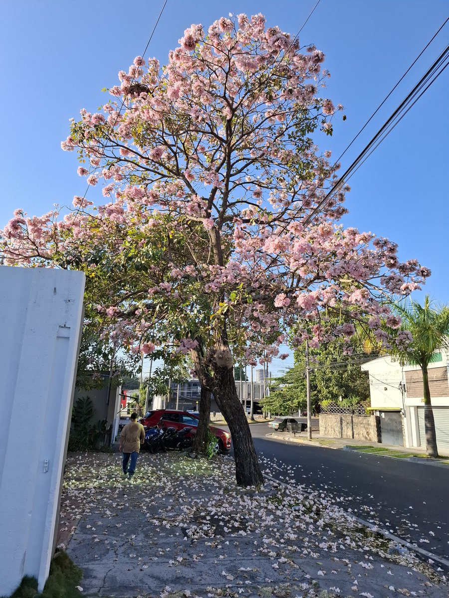 orsom14's tweet photo. Ya viene Marzo, con sus calores, los Maquilishuat están en flor 🎶🎵 https://t.co/o1Ve9s50mS