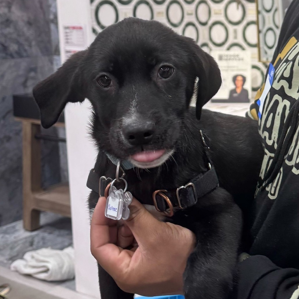 Meet Clarence! This 3 month old pup is still waiting on his forever home after seeing his siblings get adopted already - could his future home be with you?

Clarence is just 3 months old, and is still learning the ropes as a puppy. He's looking for a nurturing home that will be