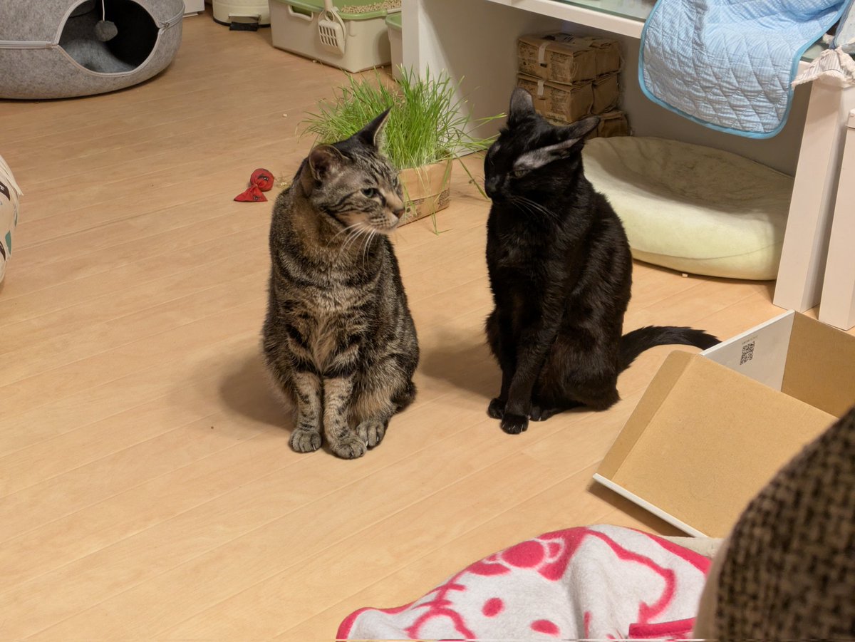 ビューラー tweet media