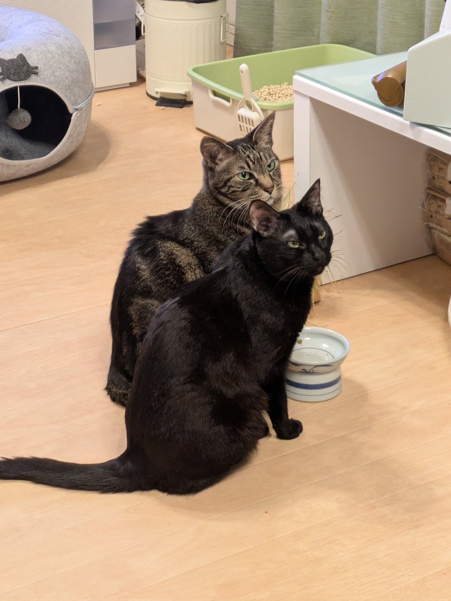 ビューラー tweet media