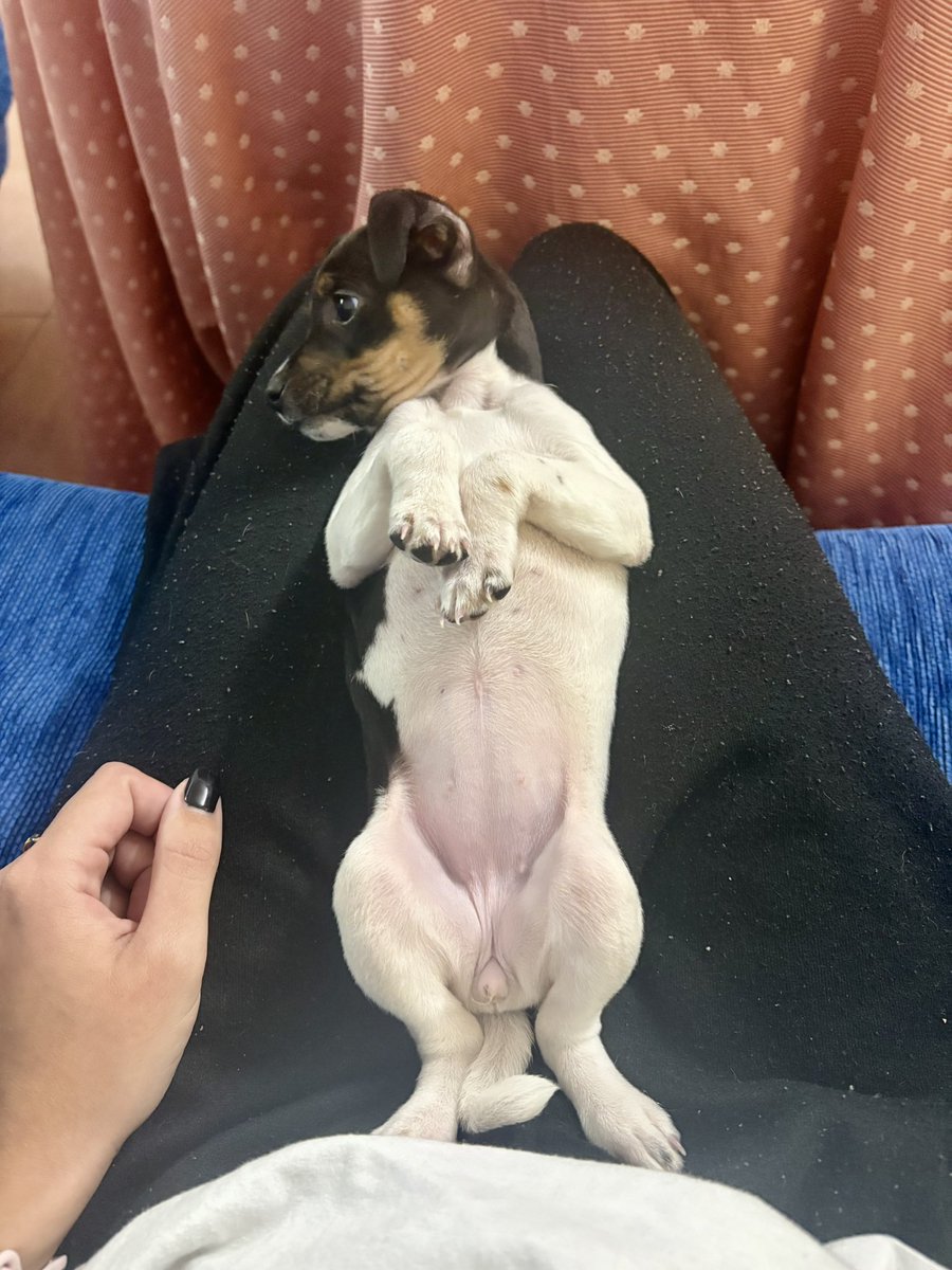 lydixsx's tweet photo. Es demasiado bonita 😭😭 https://t.co/1UhVwLO8aO