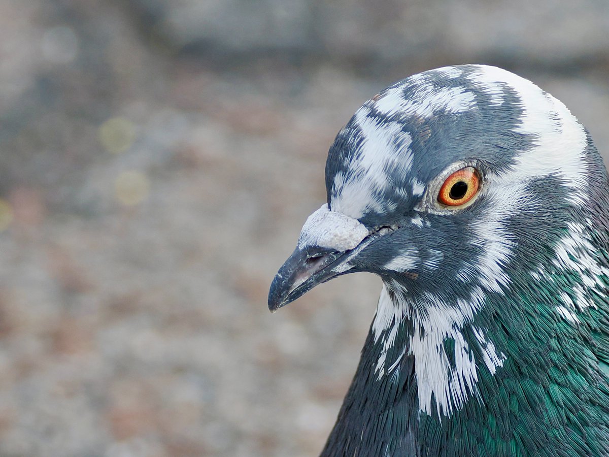 mawgdn's tweet image. I stopped at the beach to check for Goldeneye drake, and I got my Merlin #BirdOfTheDay as a bonus 😀 Rock #Dove #birdwatching Ocean Breeze Pier 02/16/26