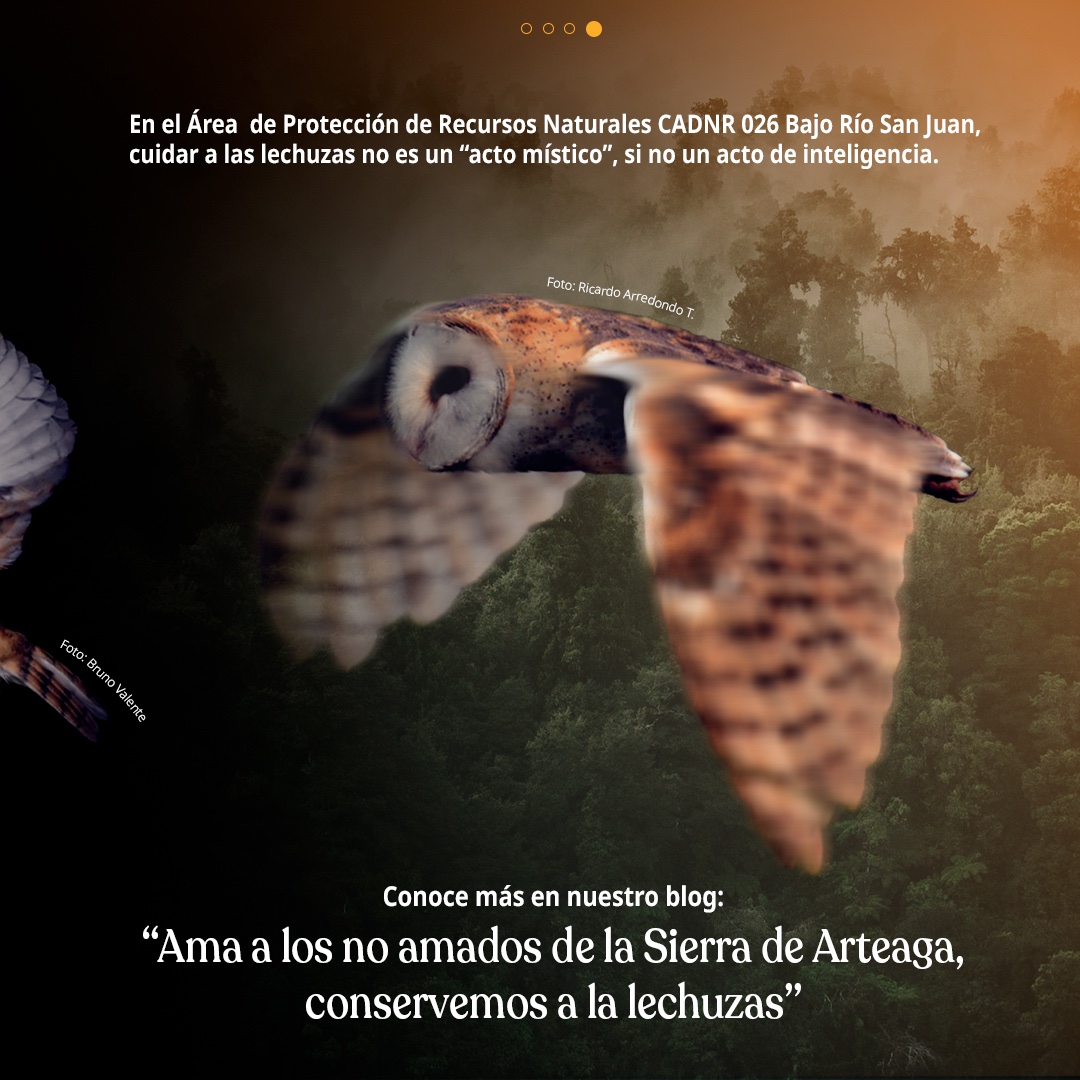 CONANP_mx's tweet photo. Las #Lechuzas no son brujas. 🧙🏽‍♀️❌

Son seres increíbles que favorecen el equilibrio ecológico, al alimentarse de roedores y otros mamíferos que pueden convertirse en plaga. 

¡Cuidemos nuestra biodiversidad! #SomosNaturaleza 🦉🌙🐁🌳 https://t.co/4mE0J8CZ9b