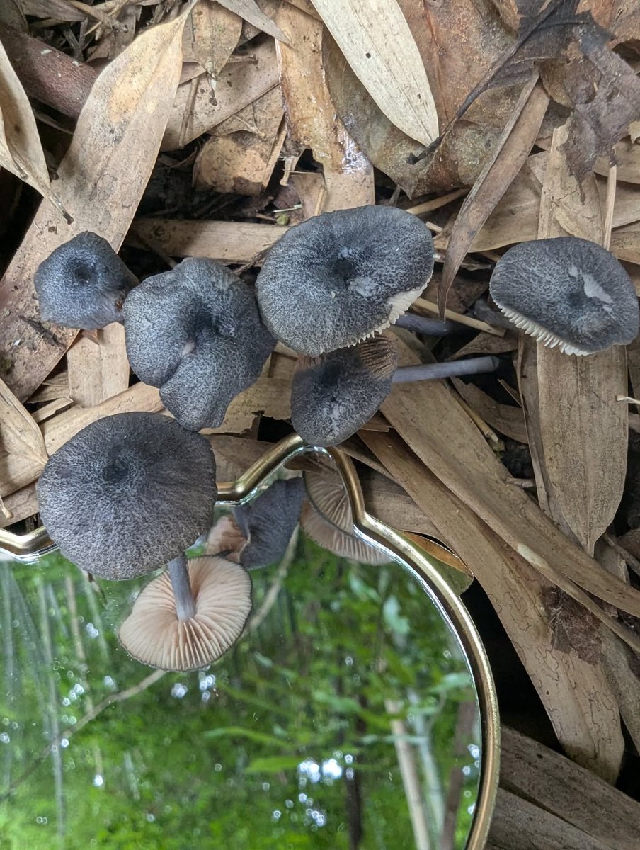 もっちー🍄🌿 (@mottii1965) / Posts / X