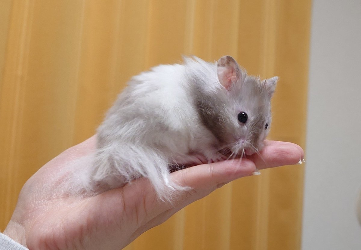 もちた、
←生後1ヶ月　生後4ヶ月→