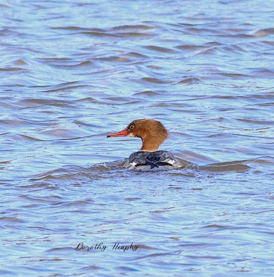 A Goosander today hanging around the home patch with about three weeks.
