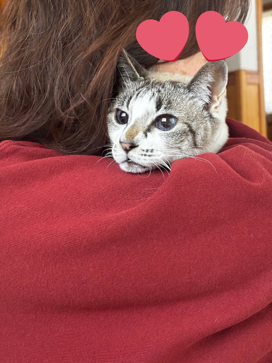 けーちゃんとばかみたいな話で少し元気になりました、話すっていいなあ。動物は人間よりいかんせん破役死んでしまう生き物だから本当に仕方ないんだけど、今はただ何と言うか、出会いって何にでも大切だよな、って思うようにしたい。だっこしてるのはカーチャン