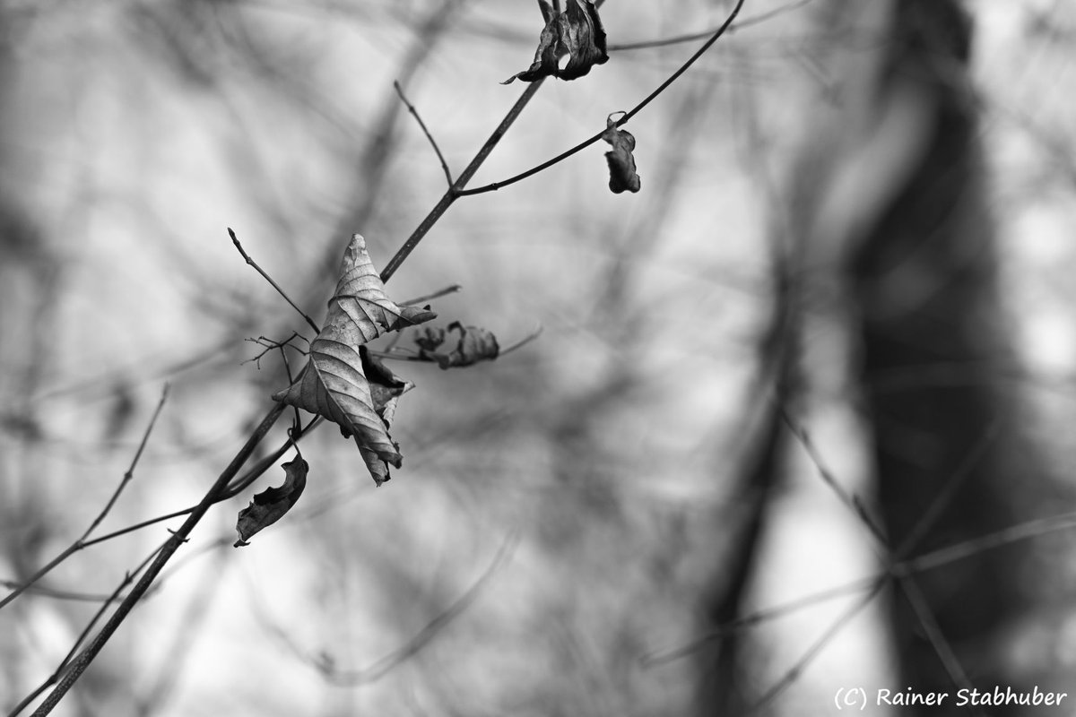 EbenBildDesigns's tweet photo. Stille Geschichten, die der Winter erzählt. 🍂 Im Tanz der welken Blätter liegt eine raue, ehrliche Schönheit. Keine Filter, nur die nackte Realität der Natur.

#EbenBildDesigns #Z50 #Viltrox56mm #SOOC #FineArt #SW #NaturPoesie #WinterStimmung #Detailliebe #BNW_Nature https://t.co/ou9XCDxI4y