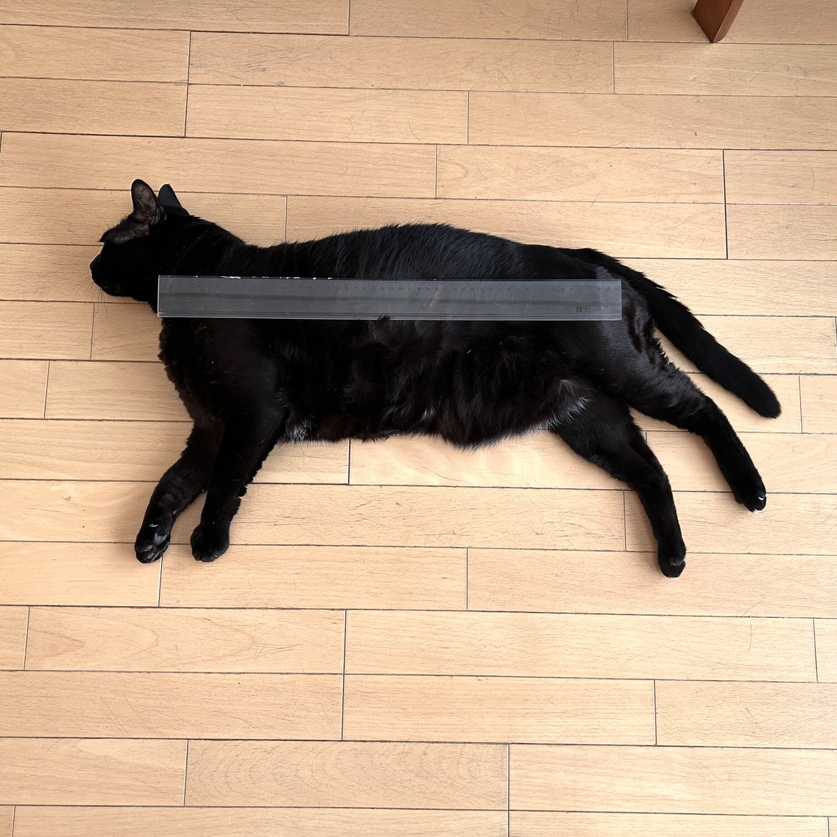 おはようせかい🐈‍⬛ これは2024年の猫と50cmのモノサシ📏