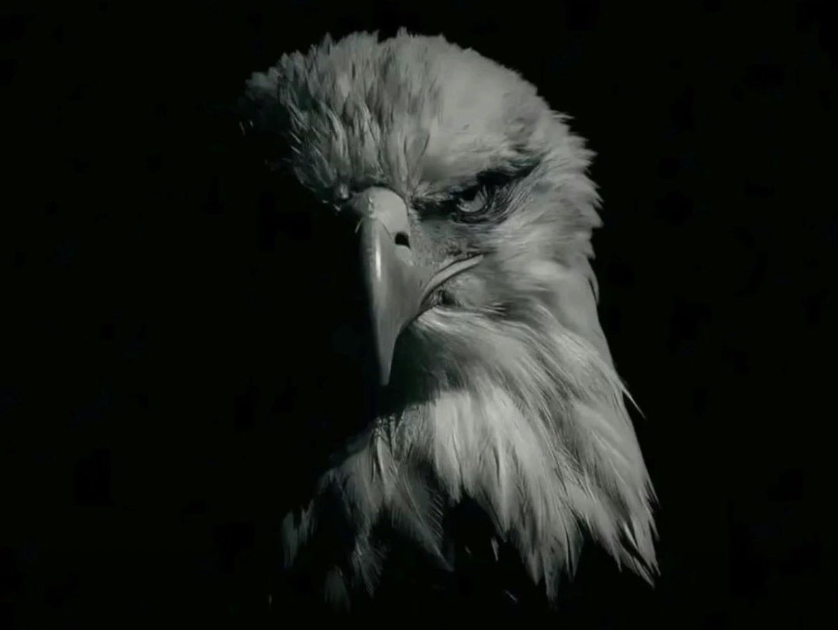 Brad Dorman tweet media