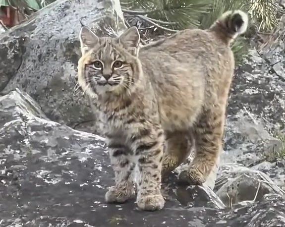 Question of the day, if not friend… why friend shaped???