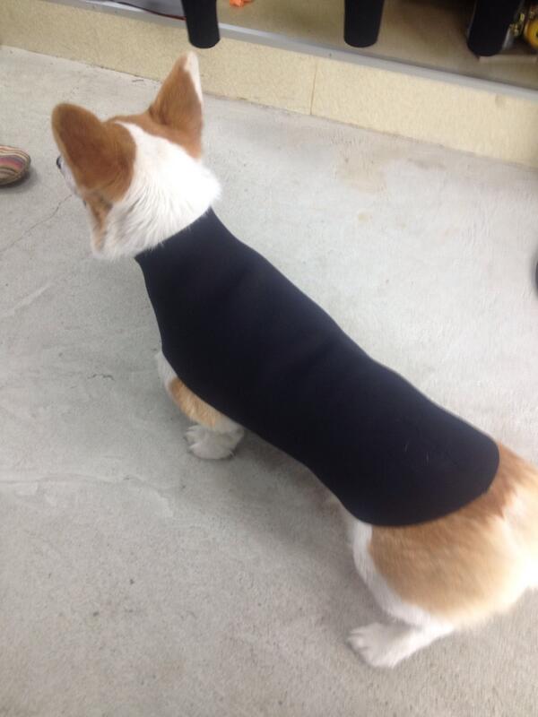 ほい、海苔巻きです