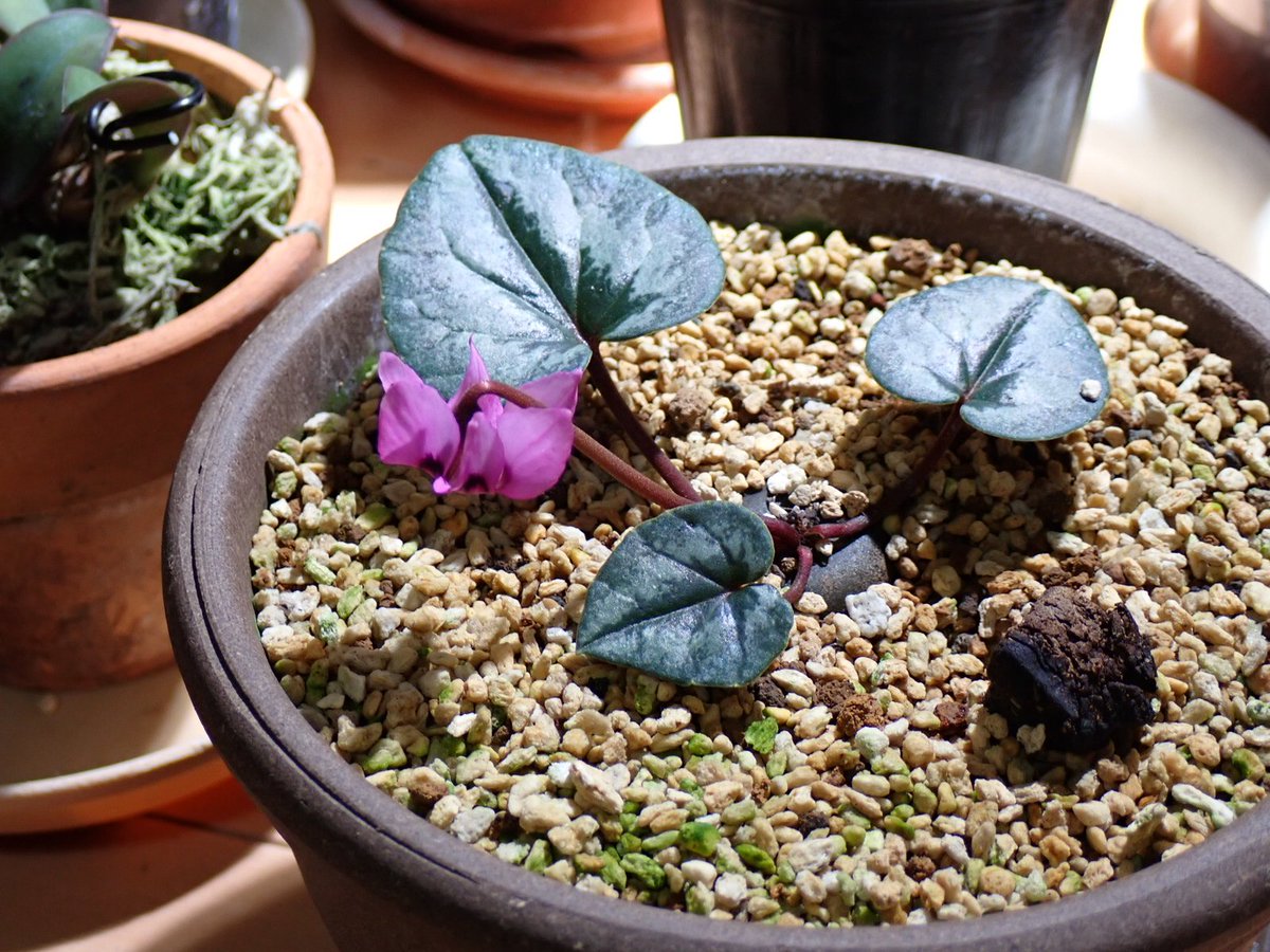 エレガンス様がようやく開花した。
晩秋咲きのハズなんだけどw
ずいぶん低い位置で咲いてるよね。