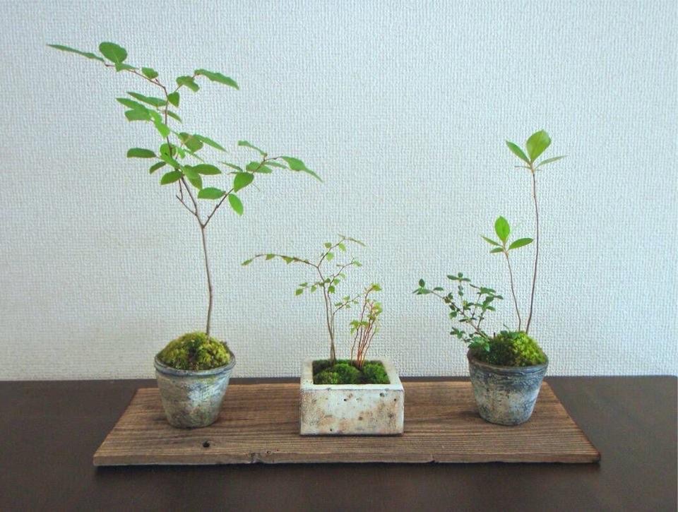 毎度の恒例です。
←2026
→2015

盆栽屋に行き、人の話を聞き、色々と試し、かなりを枯らし、仕事を増やして、時間が経つと、こうなることもあります。木はこんなに成長はしないですけども。