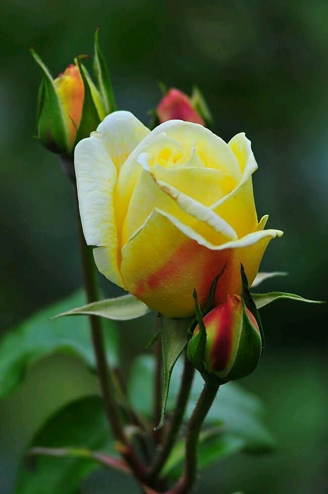 தினமும் ஓய்வில்லாமல் உழைப்பதால் தான் எல்லா இடத்திலும் உயரத்தில் உள்ளது #கடிகாரம்.....இனியகாலைவணக்கம்.