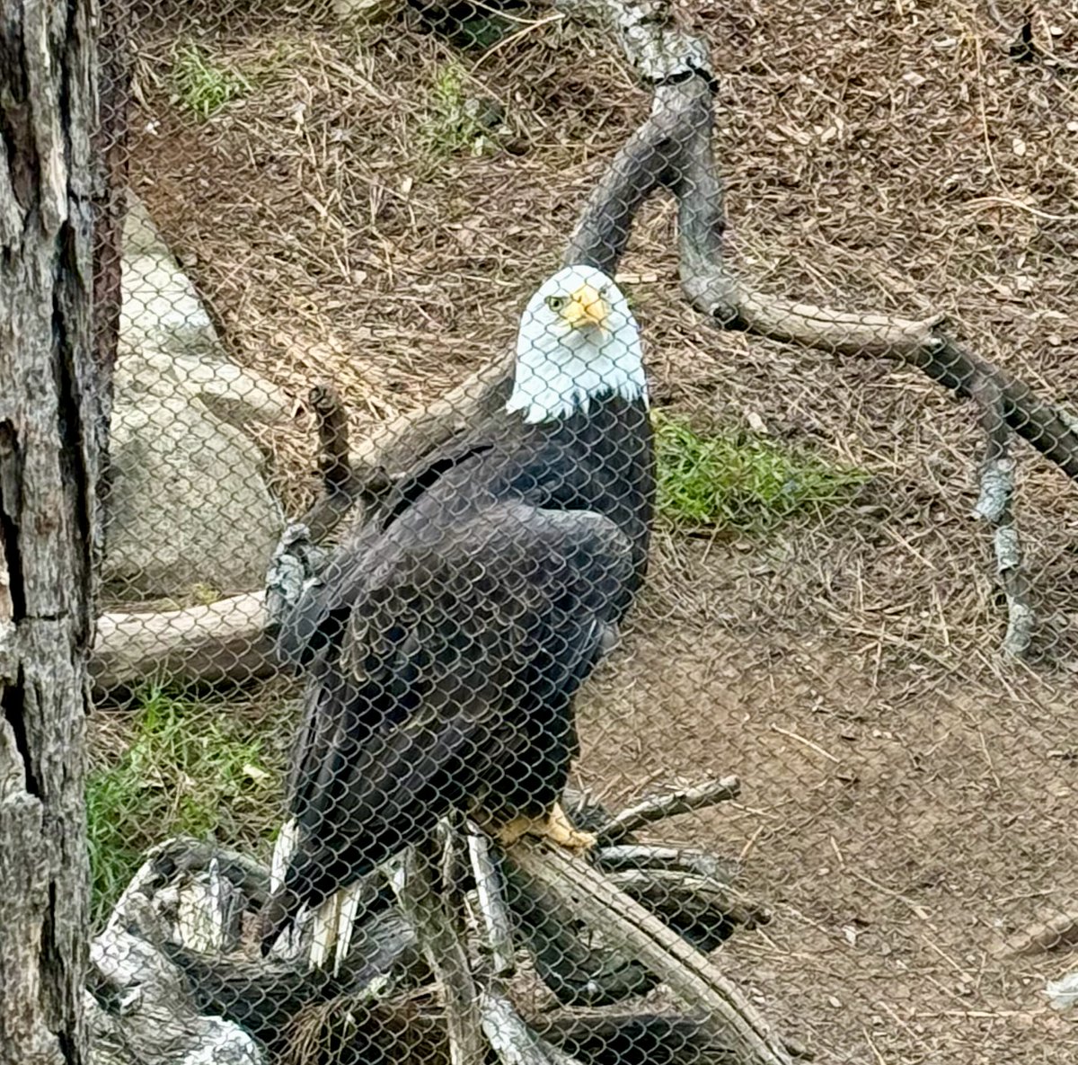 Beyond the Cognitive Fence
Are you destined to soar?

The answer often depends on the wisdom of who is designing the cognitive fence.

“Authenticity is not perfection toward the destination we reach; it is the nature of our being that persists even when circumstances build a