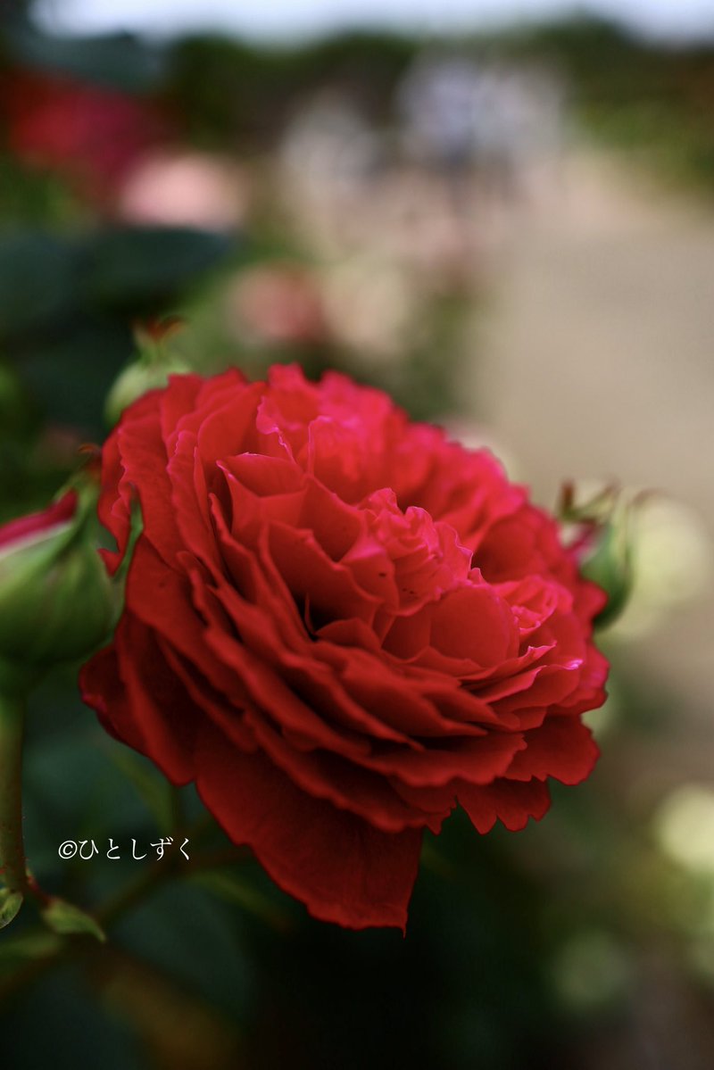 Flower Photo Club Community on X - 4.5K Members