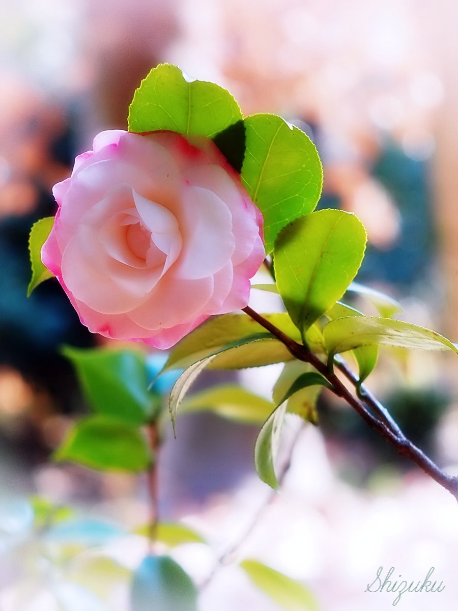 柔らかな光の中で