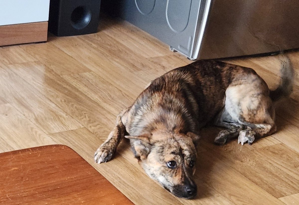 즐거운 설날 되십쇼 저희집 바보개 사진 투척