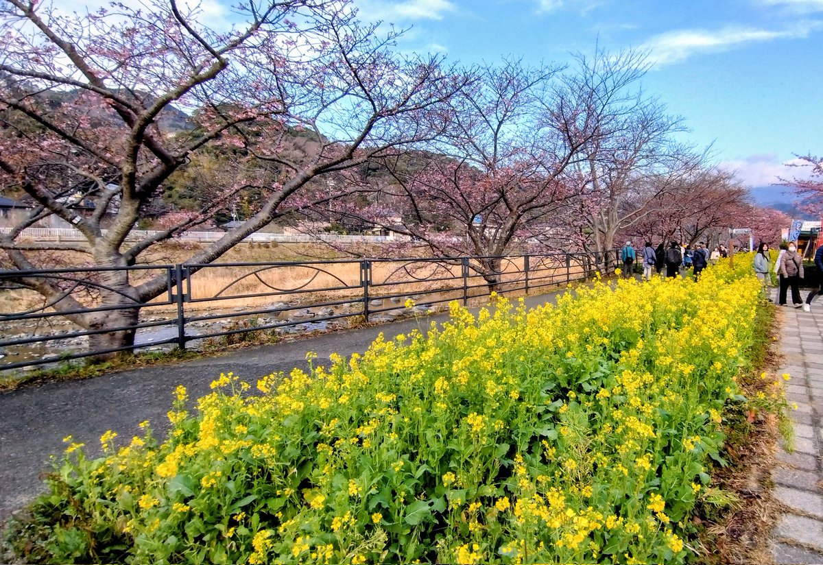 1996_DS400's tweet photo. 伊豆河津桜ツーリング♫
5分咲きって感じかな。
『大上のおはぎ』と『東府や足湯カフェ☕』メッチャ良かった♪伊豆は18℃、ネックウォーマー要らないね。愛知県から往復600km。31年落ちドラスタ頑張ったね。
#DS400
#ドラッグスター https://t.co/juUdGexK50