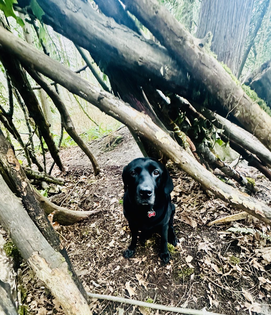 GloriaNelson's tweet photo. Miss Topper looking like only labs can… on our walk today.  #mondayvibes #dogs #labsoftwitter https://t.co/Yg3NemxSdO