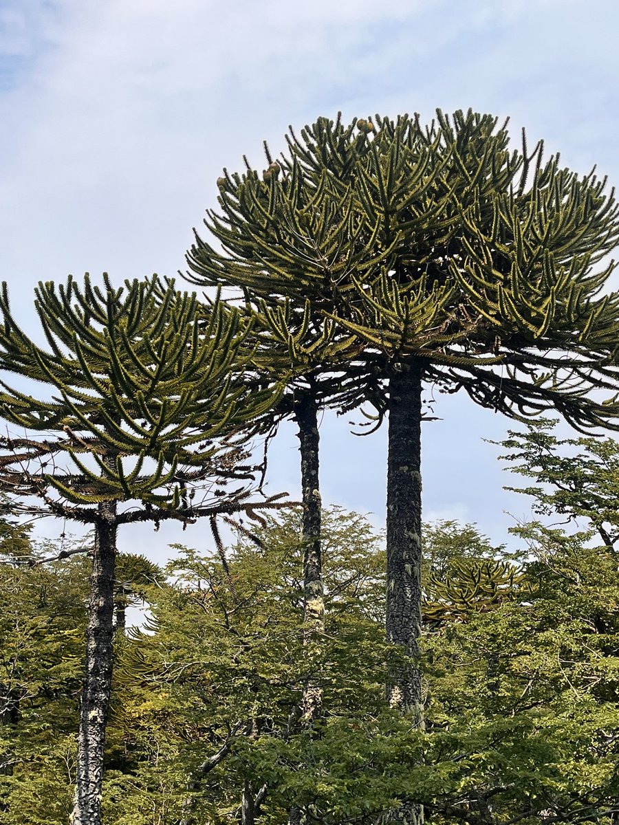 Un gran viaje al Pewenantu ancestral del Parque Villarrica desde #coñaripe,gracias a la invitación de Don Alfonso y el guiado de Alejandro!!
<a href="/conaf_minagri/">CONAF - Corporación Nacional Forestal</a> <a href="/GOREdeLosRios/">Gobierno Regional de Los Ríos</a> #panguipulli #ValdiviaCL #cuencadelranco