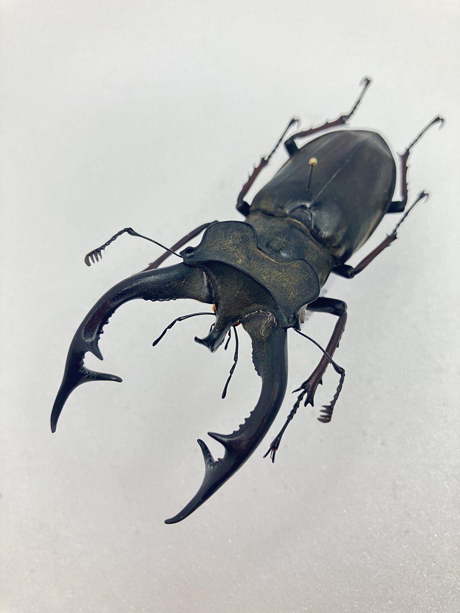 hiro0098's tweet photo. Lucanus cheni
チェンミヤマクワガタ‼️
チベット産
チェンミヤマ!めちゃくちゃ立体的でかっこいい😎
各種依頼品などのお問い合わせ先は、080-5116-5546または、
LINE:hiroki592003 藤井までお願いします。
#チェンミヤマクワガタ
#チェンミヤマ
#Lucanuscheni
#Lucanus
#ミヤマクワガタ https://t.co/Z1Hv7z7dPI