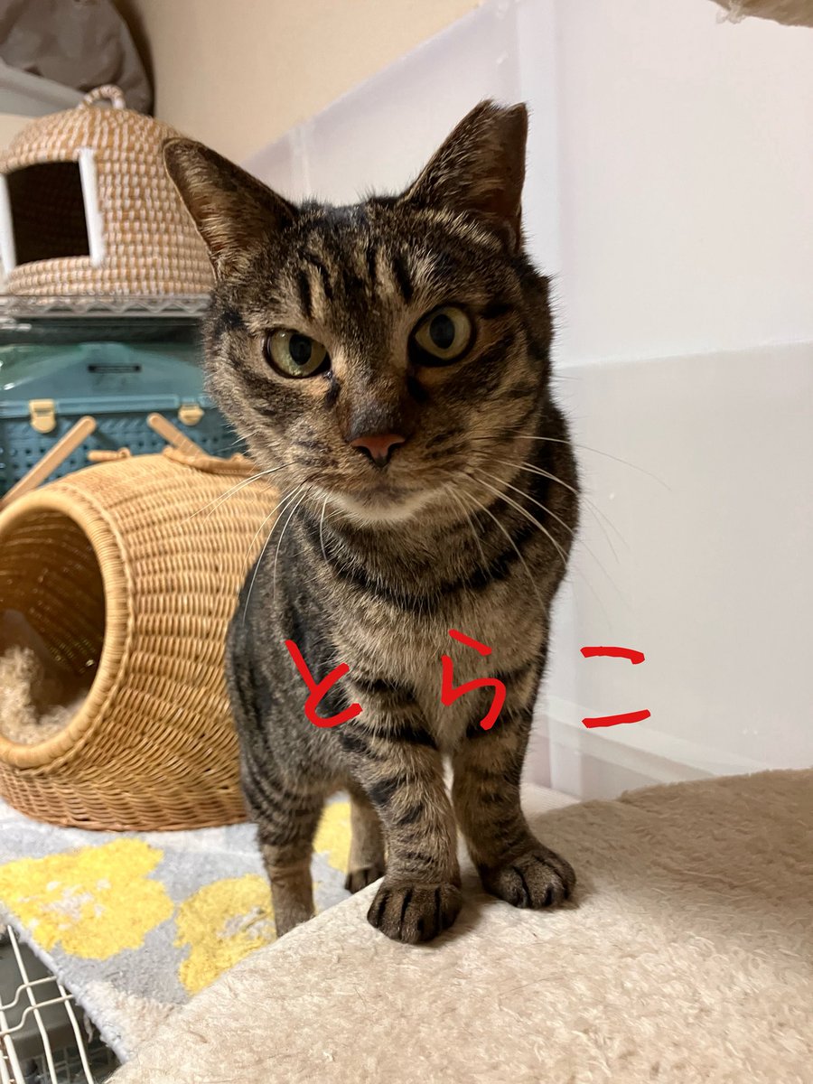 非営利型 一般社団法人 ねこたまご (@nekotamago_) / Posts / X