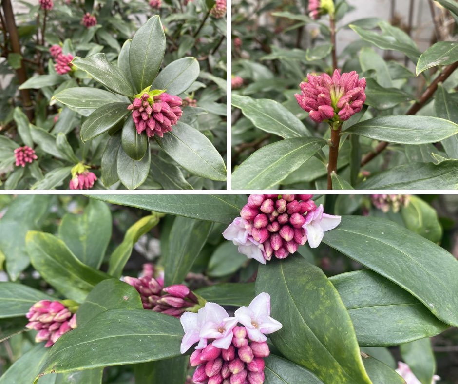 Flowers Community on X - 139.5K Members