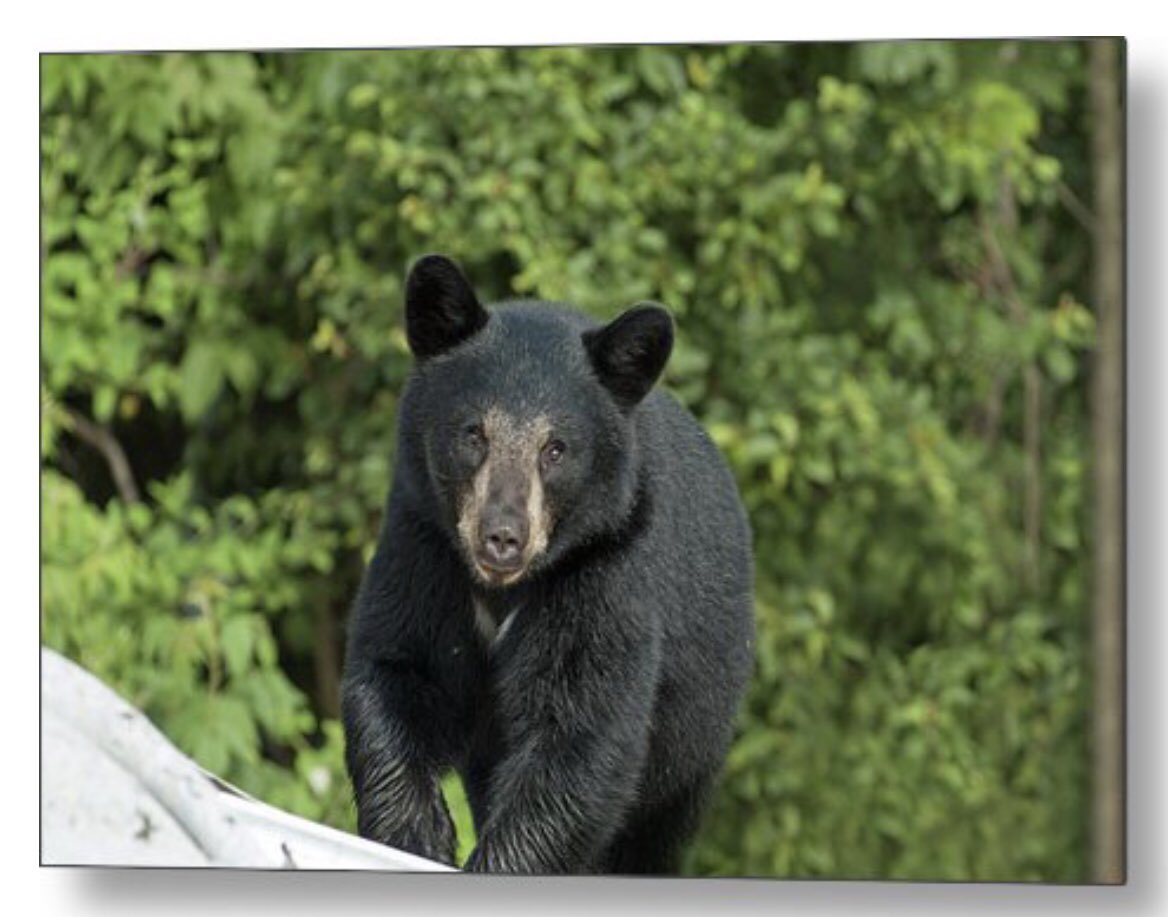 shonna99784's tweet image. Stunning Black Bear in Forest - Metal Print shonna-hawkins.pixels.com/featured/stunn…

20% off for just 5 more hrs!

#Stunning #BlackBear #Forest #UrsusAmericanus #MetalPrint #FineArtPrints #WallArt #HomeDecor #ShonnaHawkinsPhotography #BuyIntoArt